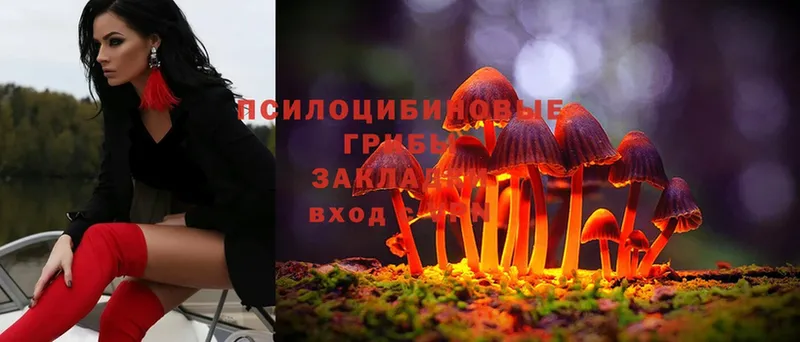 MEGA ССЫЛКА  Куса  Галлюциногенные грибы Magic Shrooms 